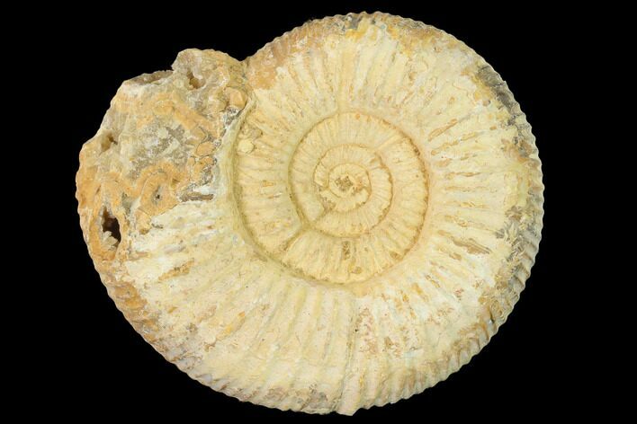 Jurassic Ammonite (Perisphinctes) Fossil - Madagascar #140395